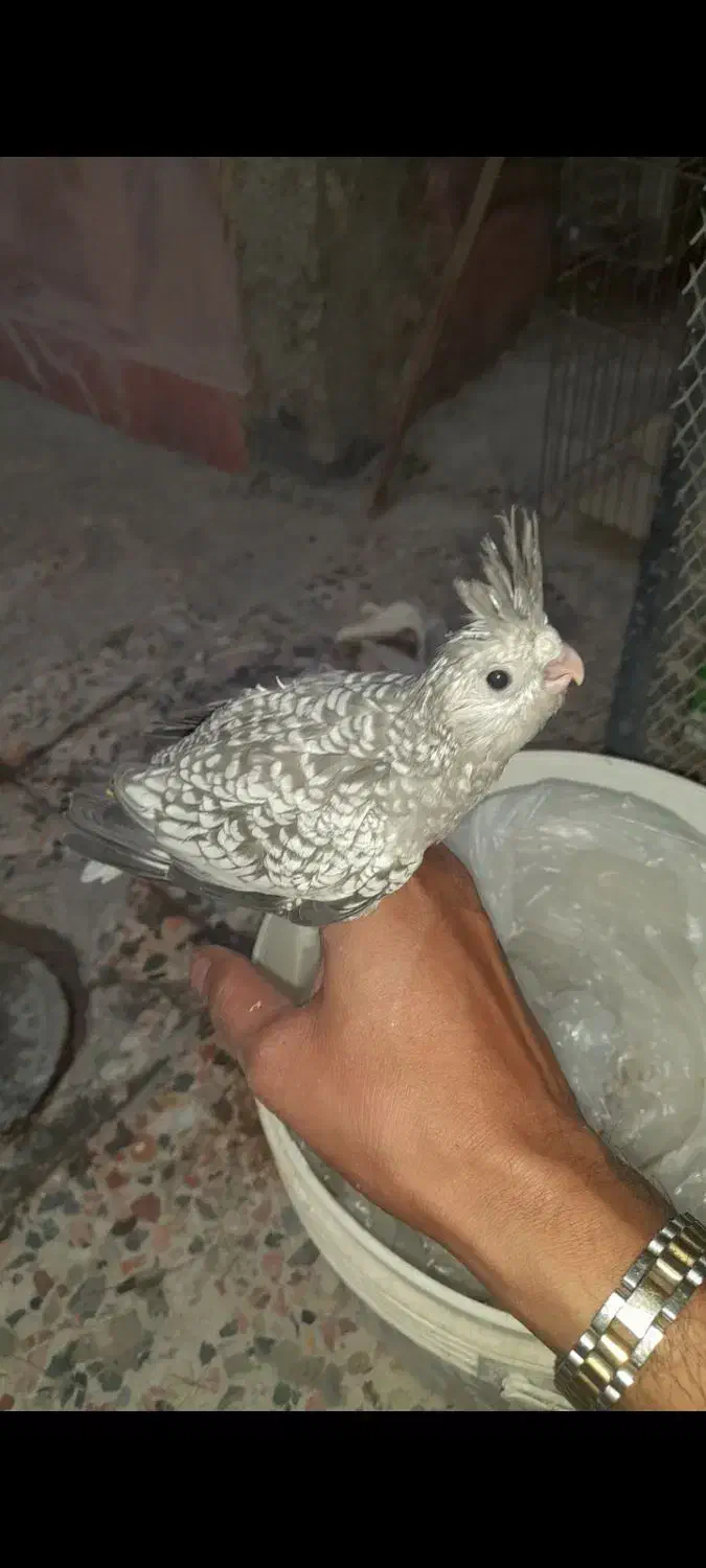 جوجه عروس هلندی ایزابلا|پرنده|بندرعباس, |دیوار