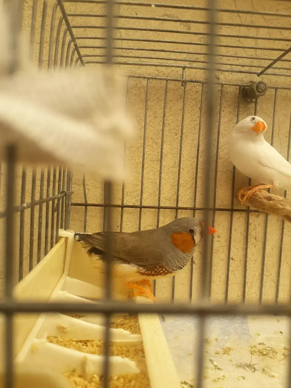 فنج زبرا جفت بالغ جوان آماده جوجه کشیدن|پرنده|بهارستان, |دیوار