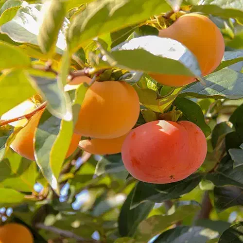 اجاره خرمالوی یک هکتار باغ خرمالو مرغوب|عمدهفروشی|کوار, |دیوار