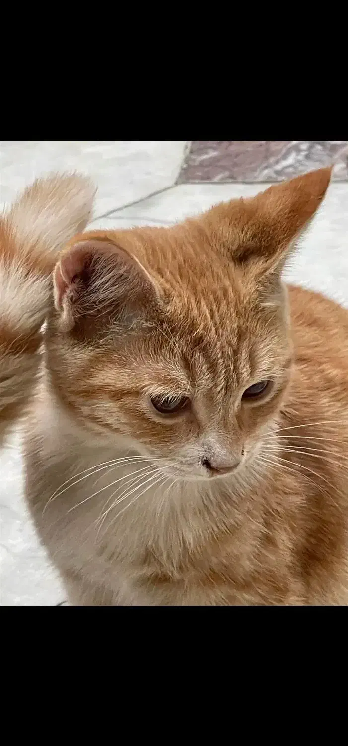 مادر گربه نارنجی و سه تا بچه گربهاش|گربه|یزد, |دیوار