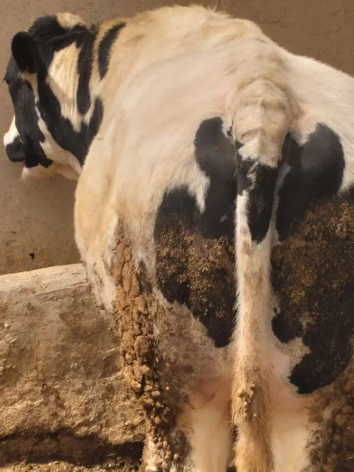 یک راس گوساله نر گوشتی چاق سرک دار|حیوانات مزرعه|رزن, |دیوار