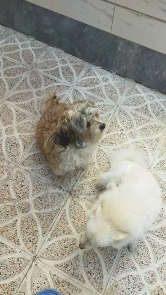 دوتا سگ نر با نمک|سگ|مرند, |دیوار