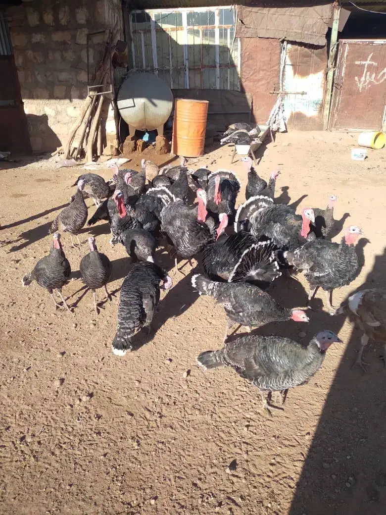 فروش بقلمون|حیوانات مزرعه|کوهدشت, |دیوار