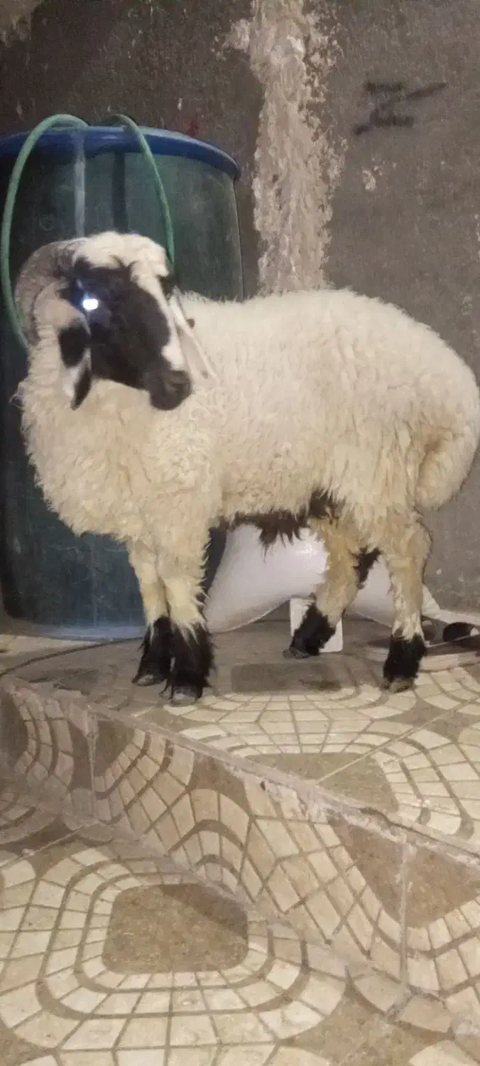 کابور بره نر وطنی زابل|حیوانات مزرعه|زاهدان, |دیوار