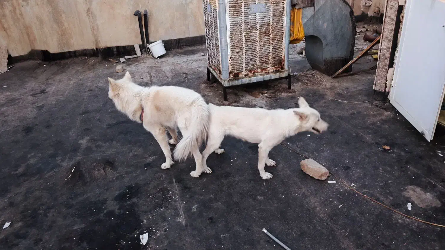 جفت هاسکی سفید زیبا|سگ|نیشابور, شهرک بسیج|دیوار