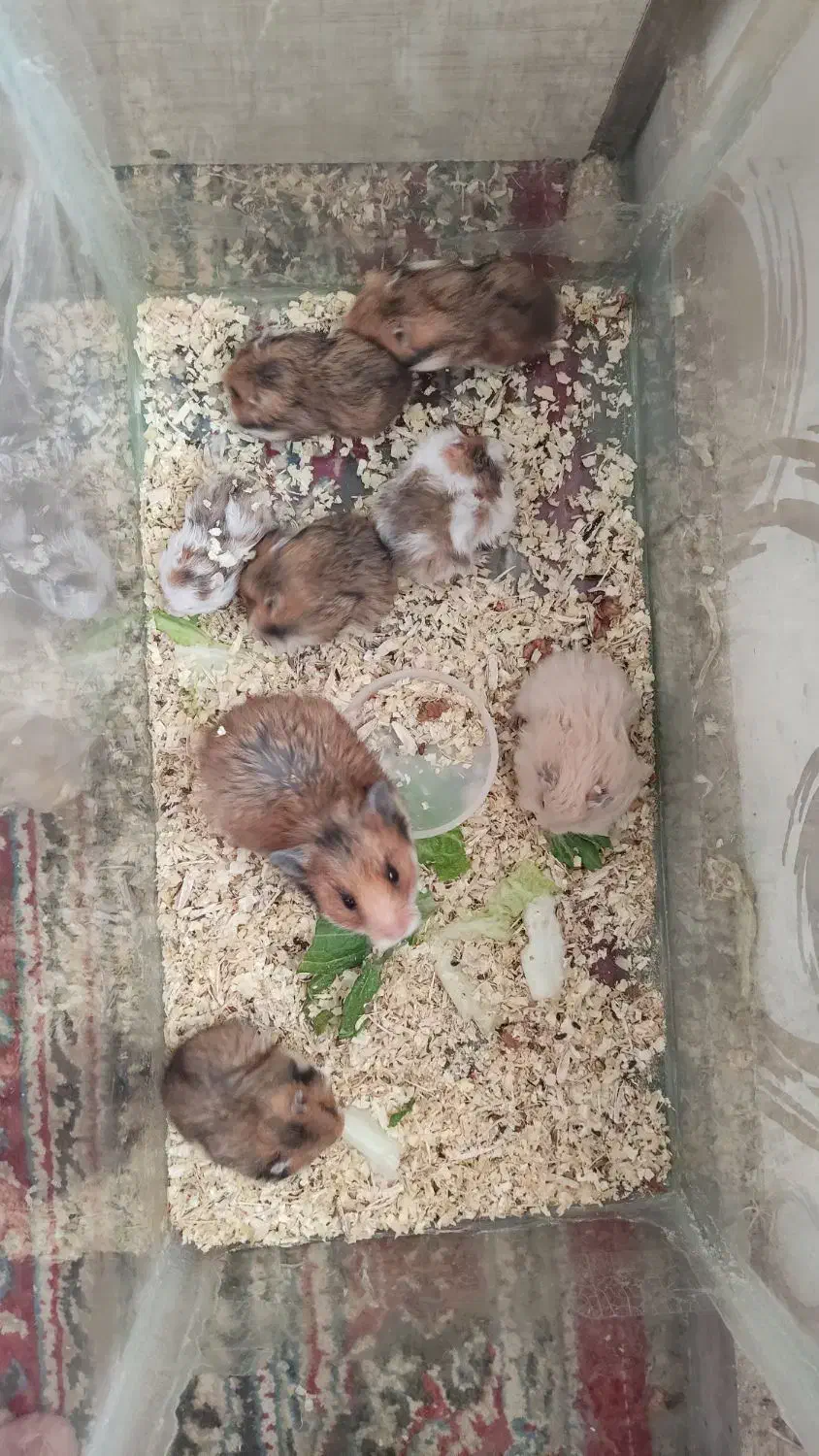 همستر|موش و خرگوش|زرند, |دیوار