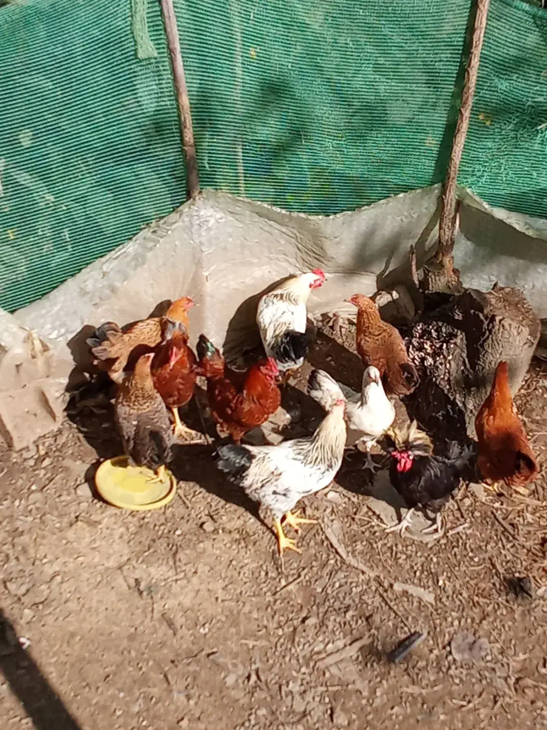 خروس محلی|حیوانات مزرعه|تالش, هشتپر|دیوار