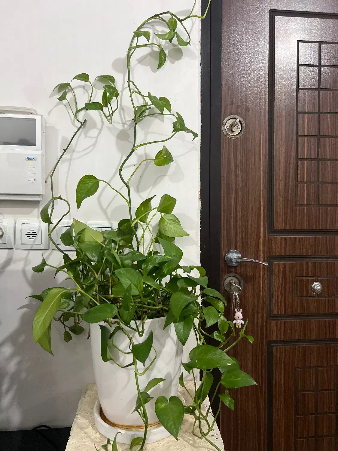 گل و گیاه|گل و گیاه طبیعی|اهواز, کوی باهنر|دیوار