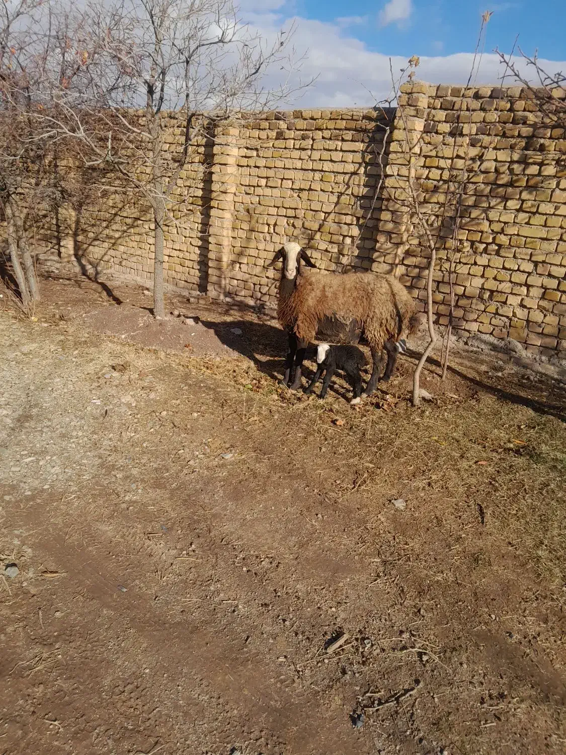 یکراسمیششیشکاولشکمبرهدارشالیاصیل|حیوانات مزرعه|خرمدشت, |دیوار