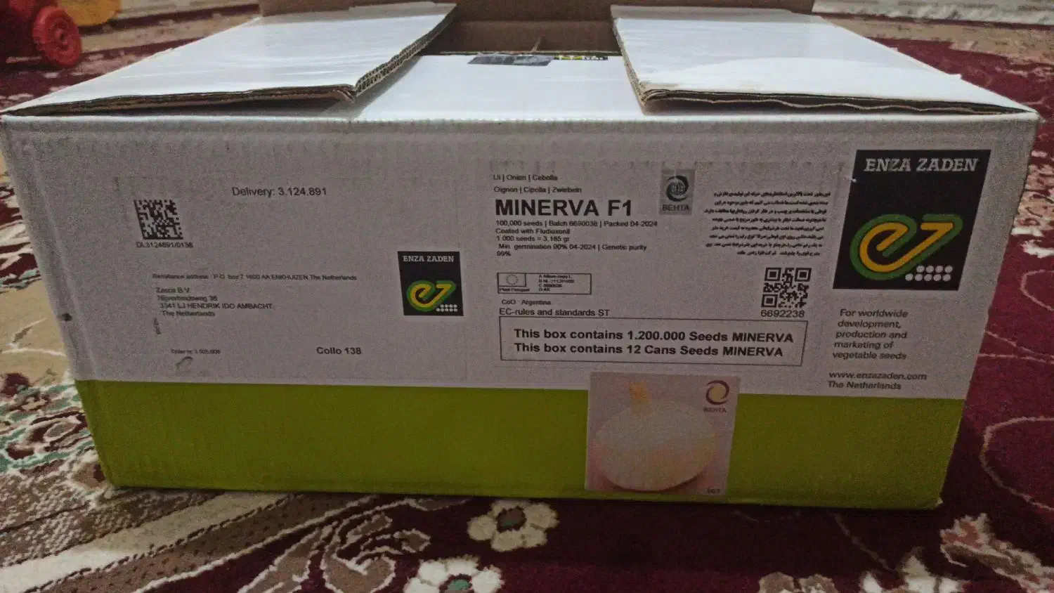 بذر پیاز ۱۱عدد قوطی آرژانتین|گل و گیاه طبیعی|رودبار, |دیوار