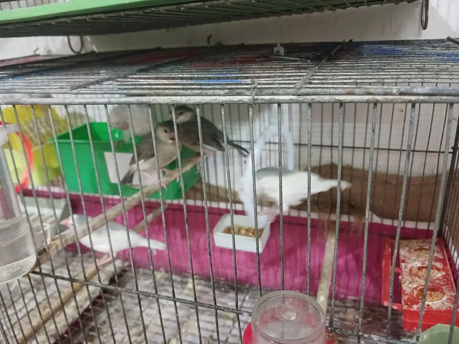 مرغ عشق مولدوچنتا فنچ نرگسی جوان نرو ماده|پرنده|رشت, جانبازان|دیوار