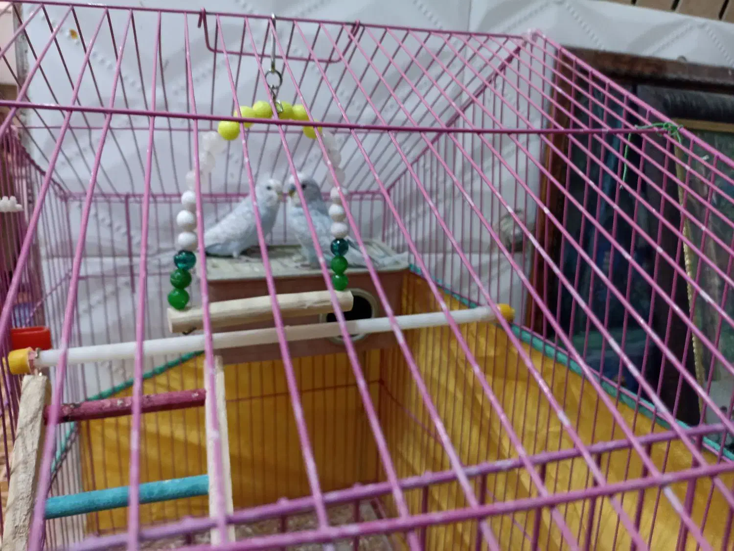 مرغ عشق بالغ|پرنده|داراب, |دیوار