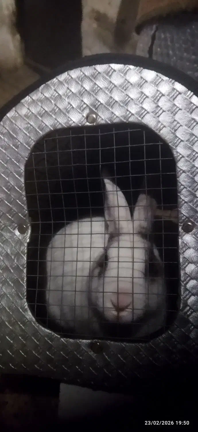 خرگوش|موش و خرگوش|محمدیه-قزوین, |دیوار