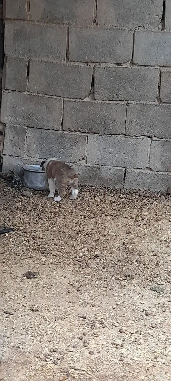 واگذاری سگ|سگ|ارسنجان, |دیوار