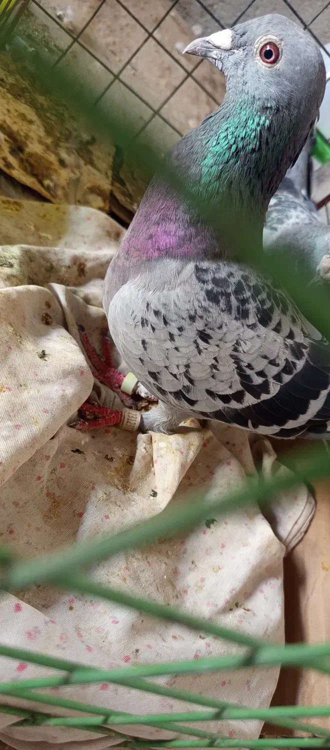 پرنده کبوتر|پرنده|آبپخش, |دیوار