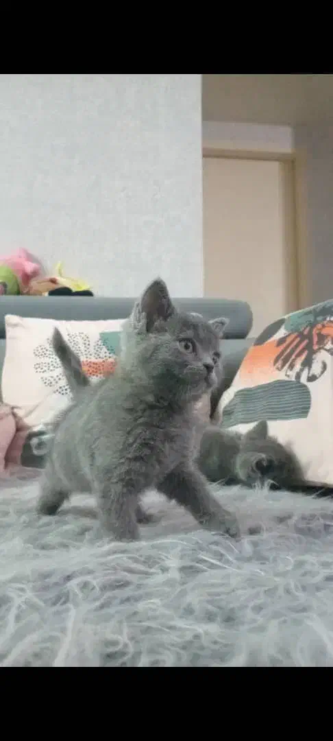 بچه بیریتیشین اسکاتیش/ ۲ماه /خالص/ اپارتمانی|گربه|کرج, فاز ۳ مهرشهر|دیوار