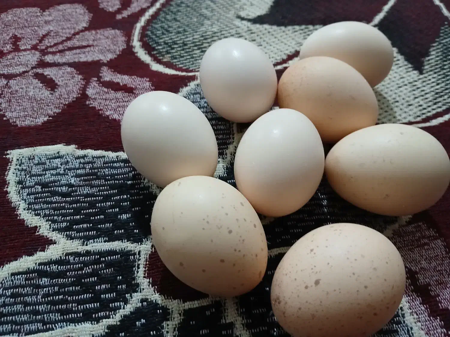 فروش تخممرغ لاری|حیوانات مزرعه|باغ ملک, |دیوار