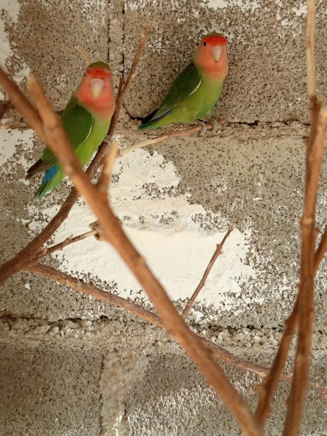 معوضه با عروس هلندی ماده|پرنده|جم, |دیوار