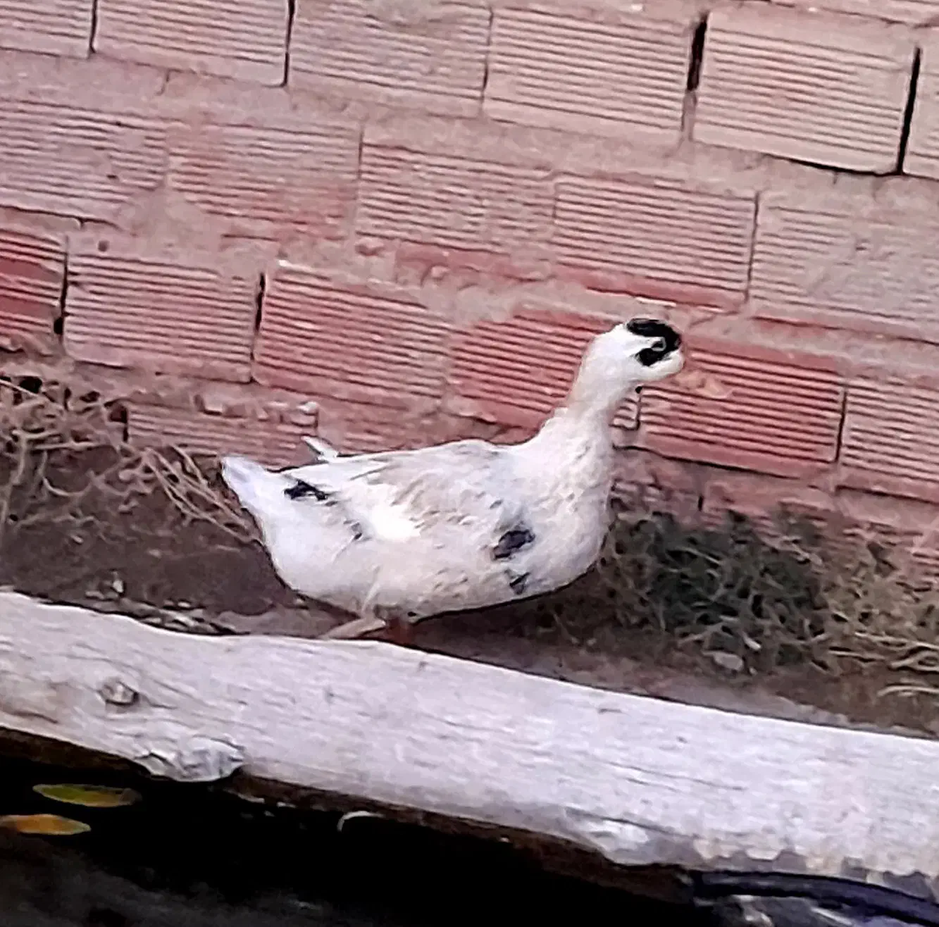 اردک|حیوانات مزرعه|مریوان, |دیوار