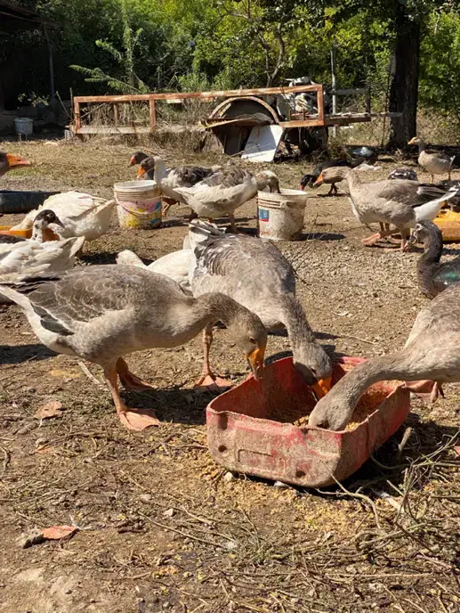 غاز سرحال بالغ|حیوانات مزرعه|ساری, |دیوار