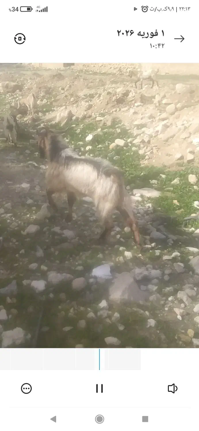 کهره نر|حیوانات مزرعه|مهر, |دیوار