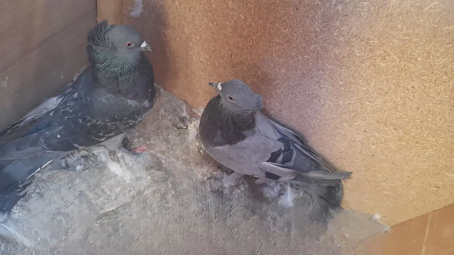 کبوتر|پرنده|خمینیشهر, |دیوار