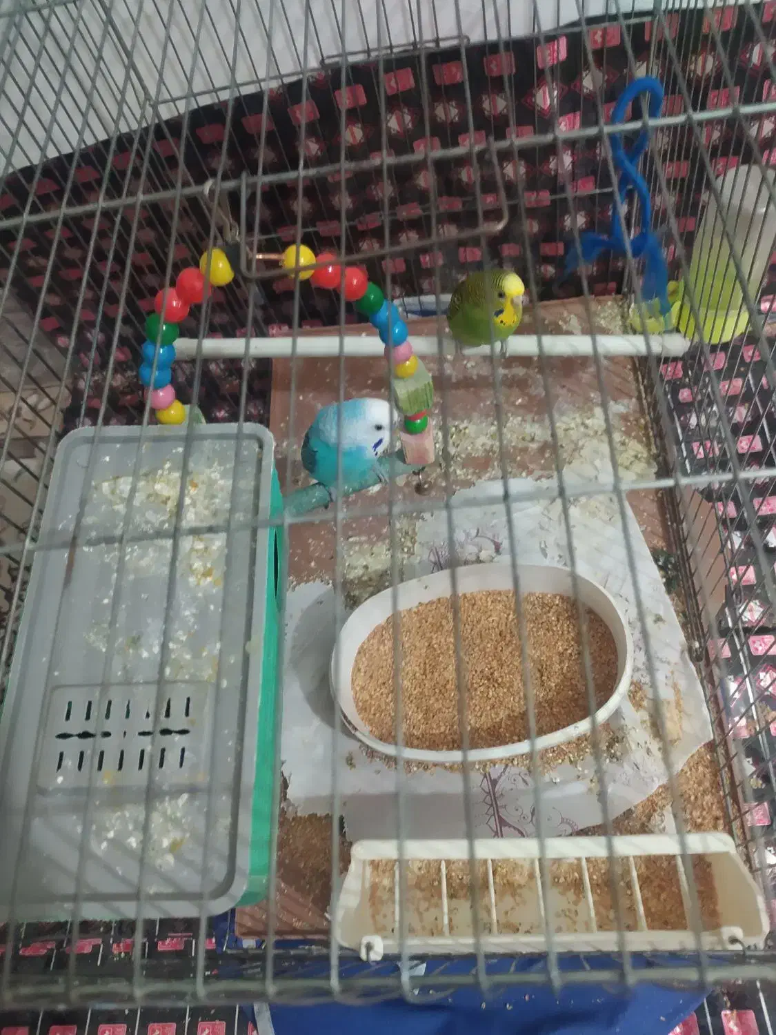 مرغ عشق|پرنده|کرمانشاه, |دیوار