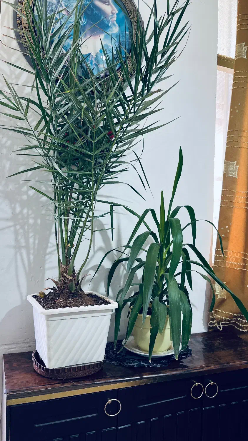 گل های آپارتمانی|گل و گیاه طبیعی|اسفراین, |دیوار