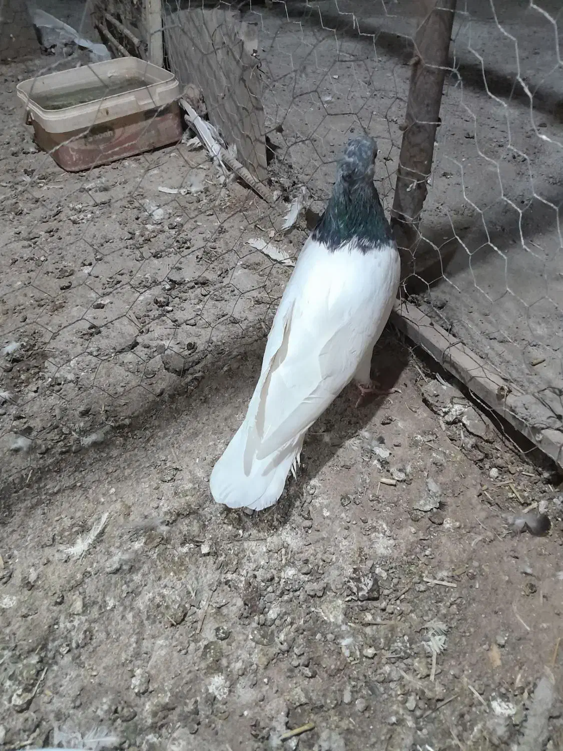 طوقی وکله ی|پرنده|نرماشیر, |دیوار