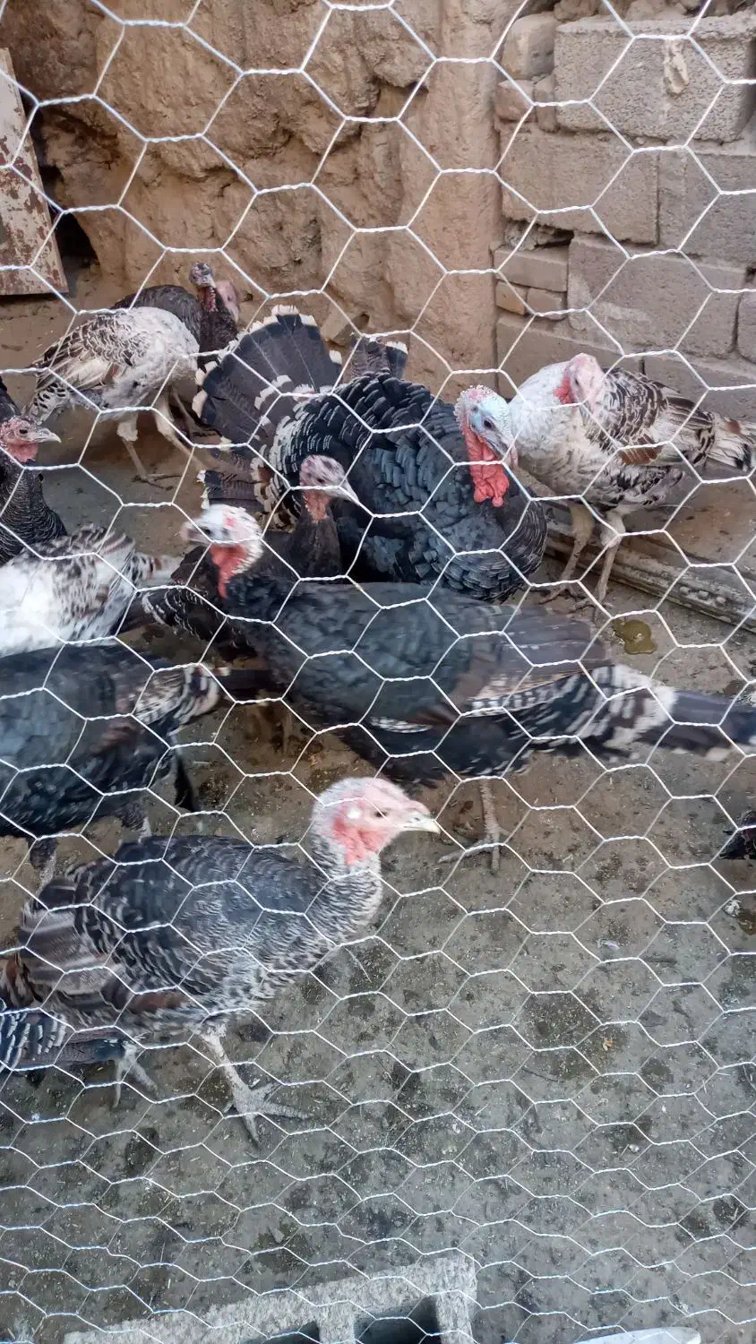 بوقلمون نر و ماده کاملا ارگانیک|حیوانات مزرعه|قلقل رود, |دیوار