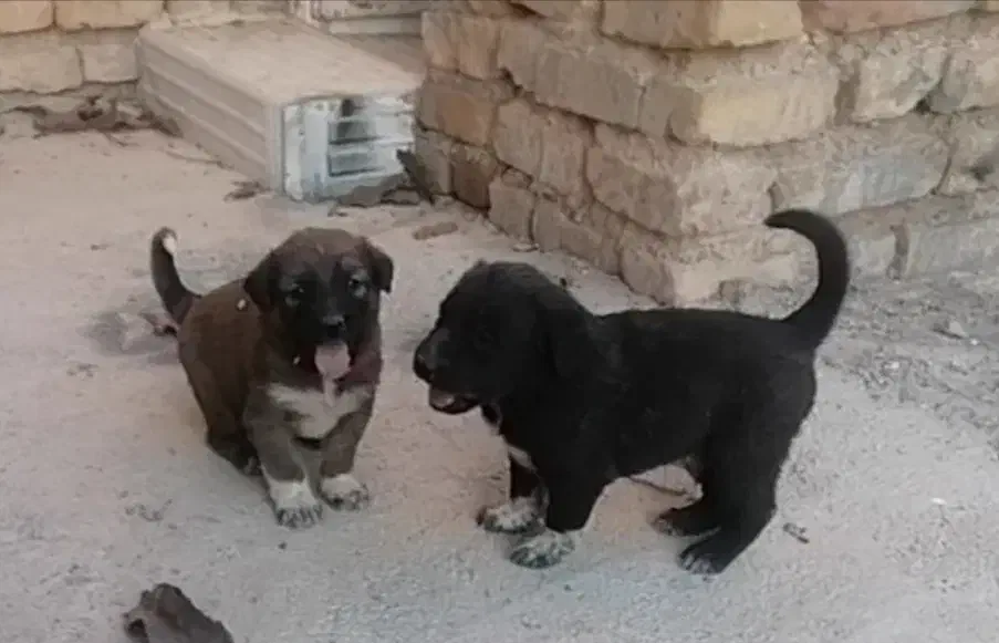 واگذاری ی جفت شا توله سگ قدریجونی نر وحش|سگ|مرودشت, نقش رستم|دیوار