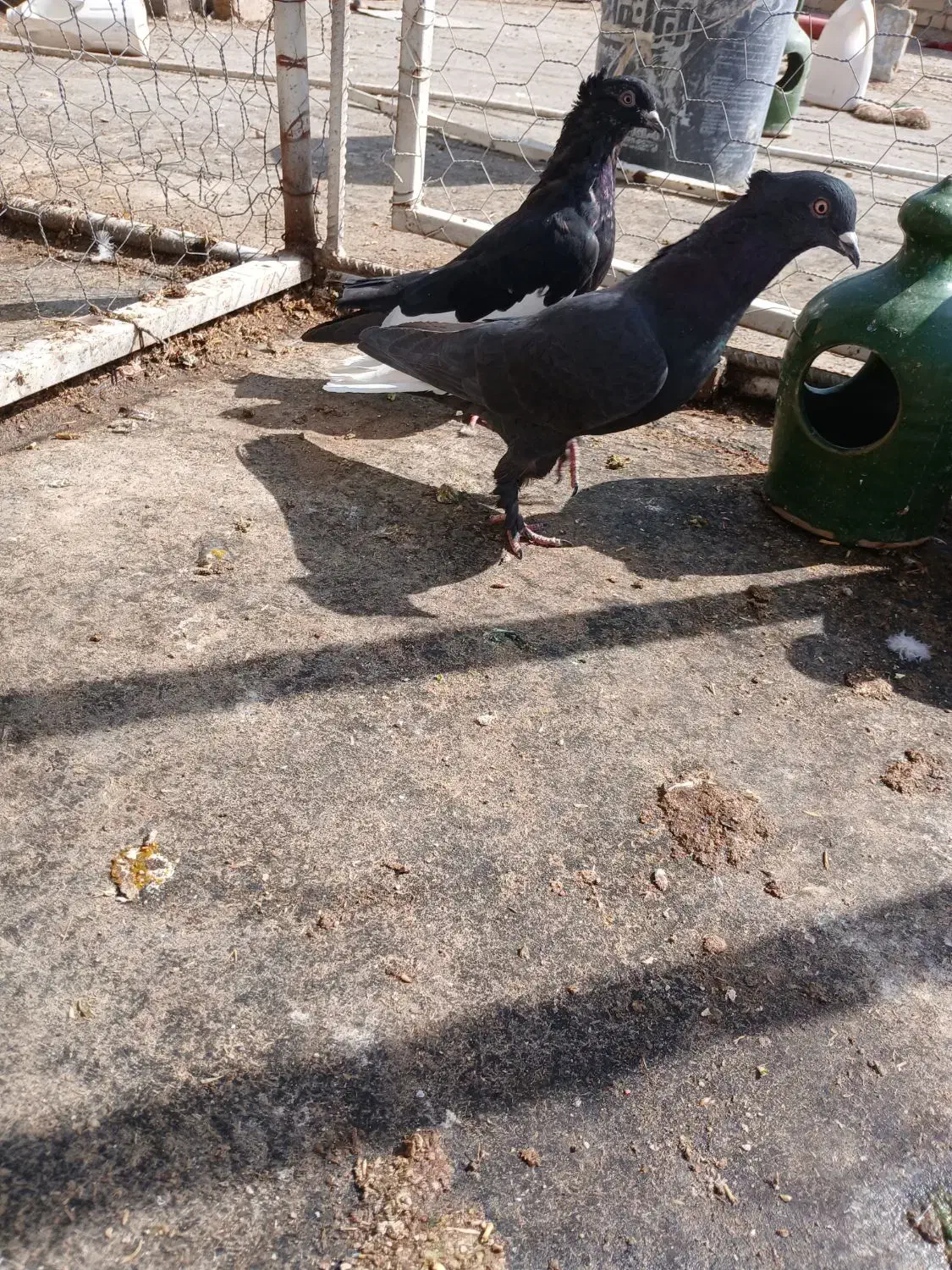 کفتر دمسفید|پرنده|مرودشت, مجد آباد|دیوار