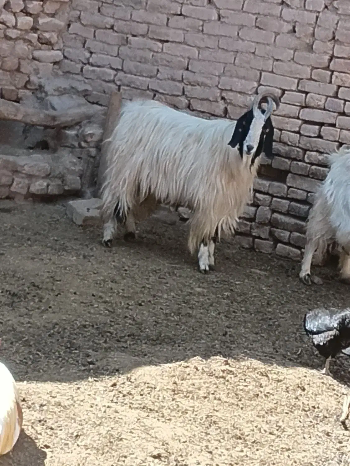 نربز|حیوانات مزرعه|مشهد, كنويست|دیوار