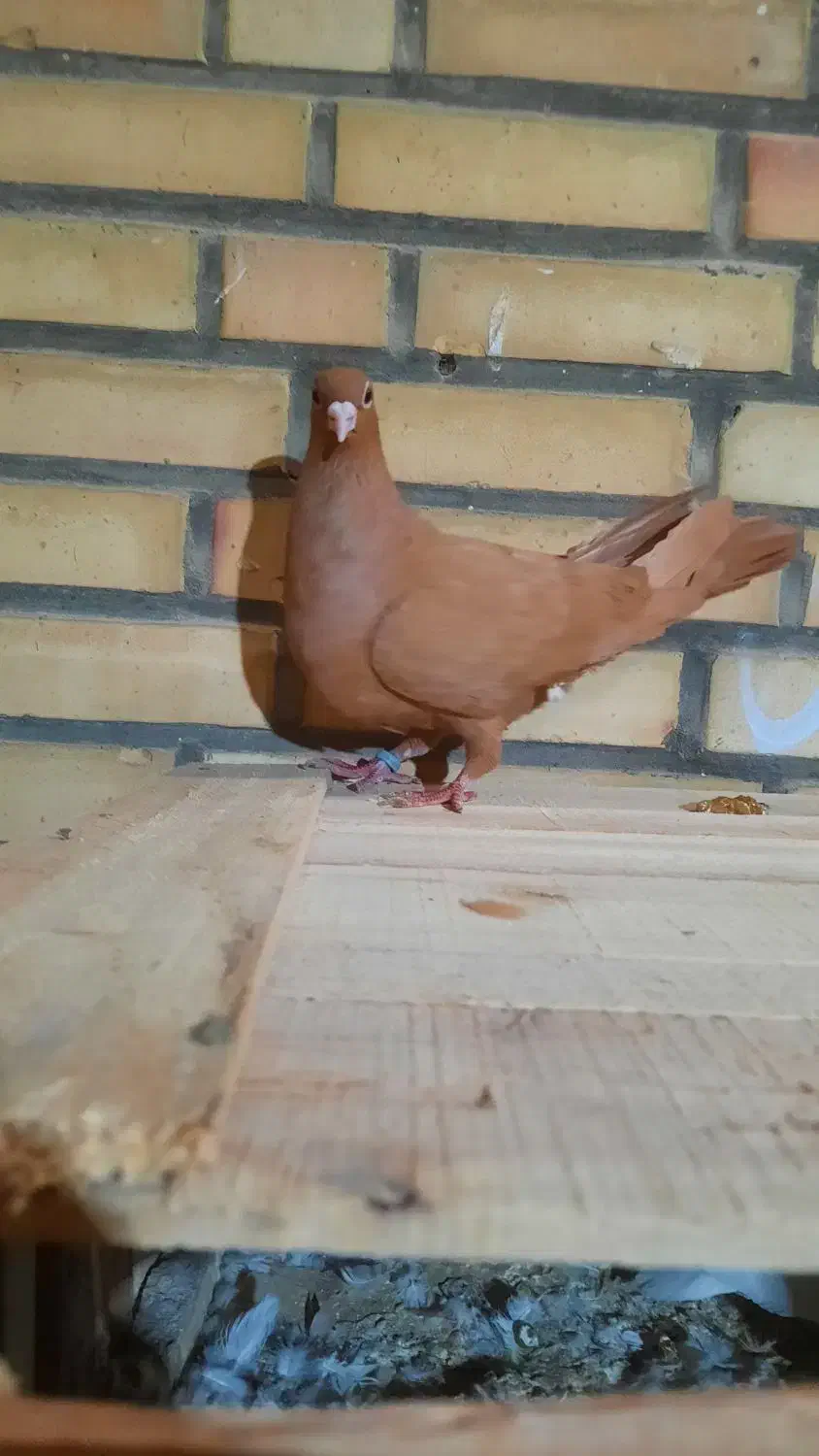 زرد ماده|پرنده|شوشتر, |دیوار