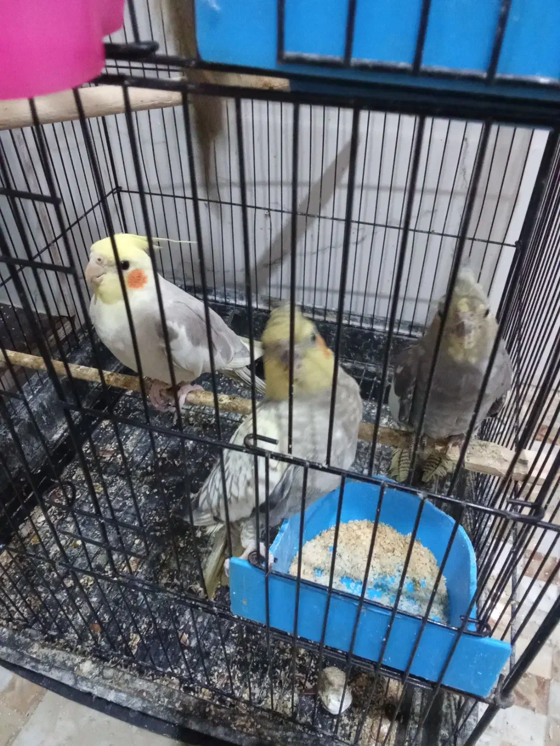 عروس|پرنده|گرگان, |دیوار