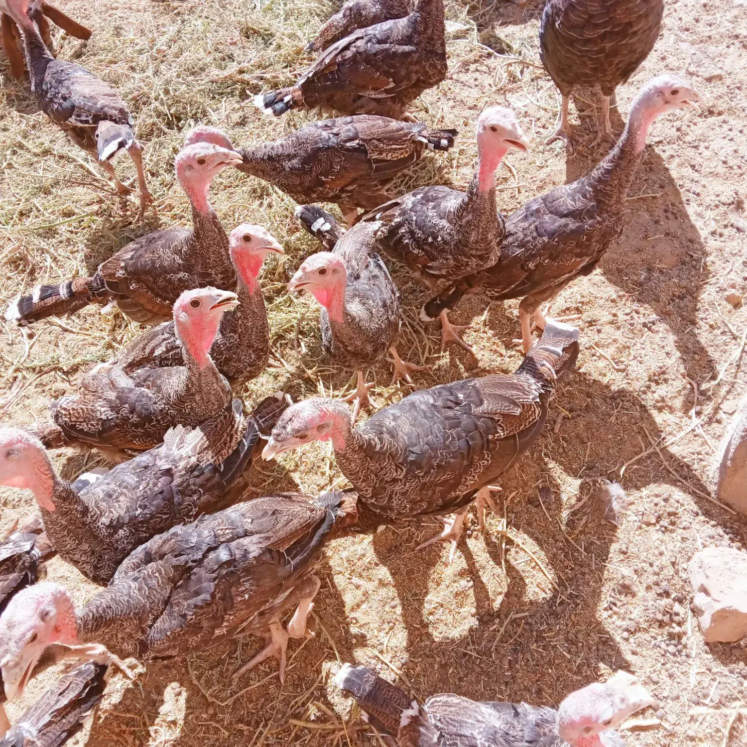 بوقلمون نر وماده محلی|حیوانات مزرعه|جوین, |دیوار