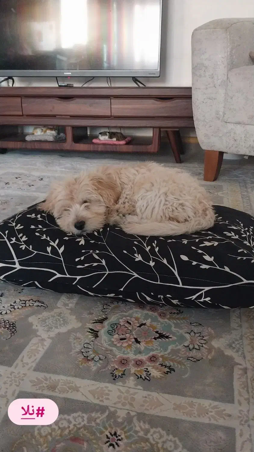 سگ شیتزو|سگ|بجنورد, |دیوار