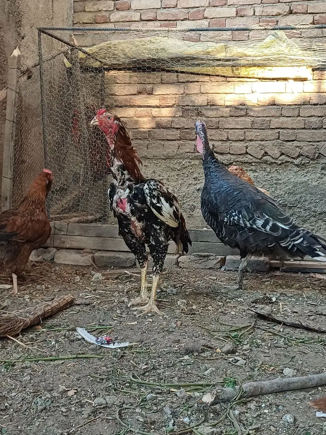 اسلام آباد جدید|حیوانات مزرعه|اسلام آباد, |دیوار