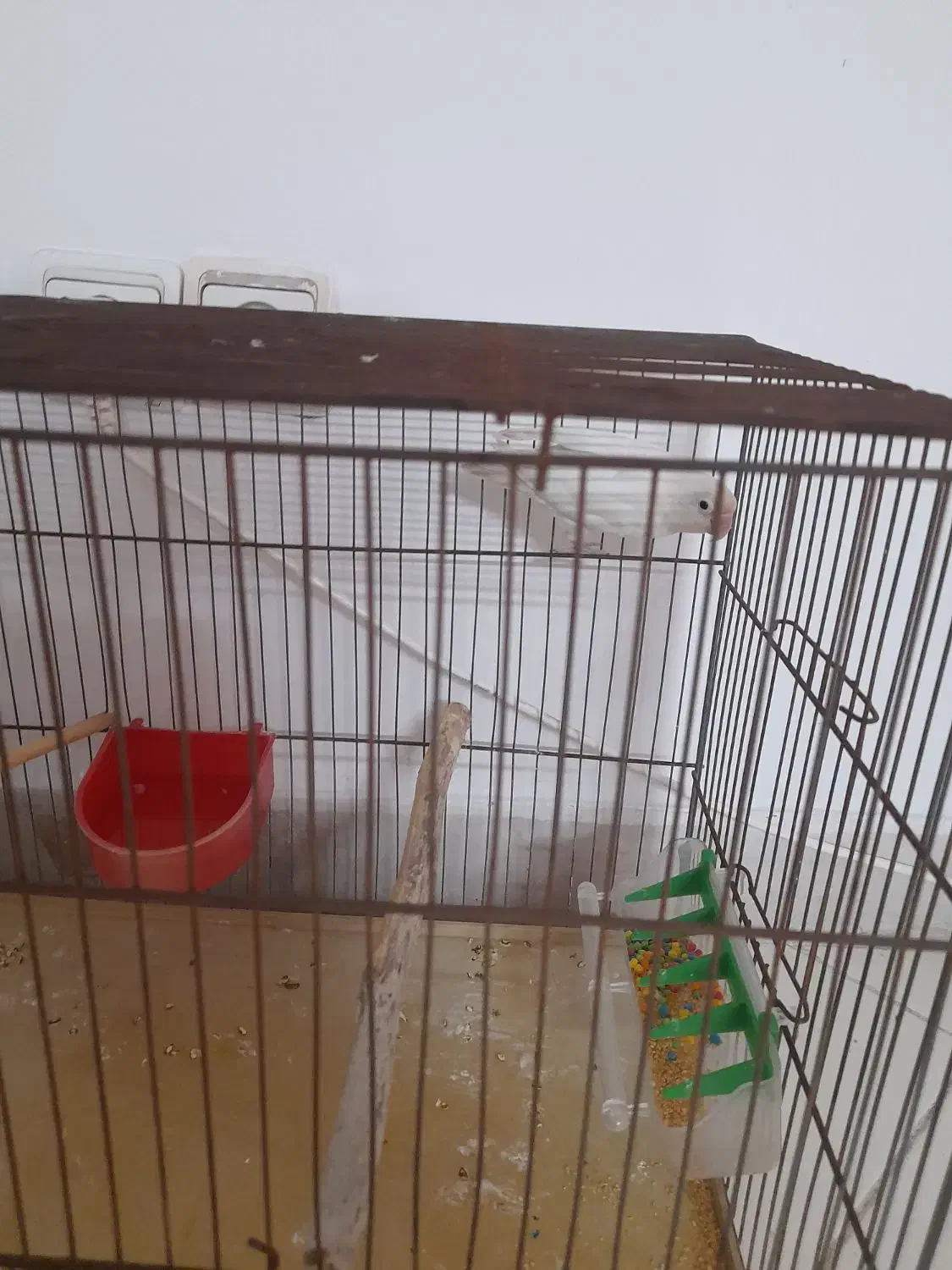 طوطی برزیلی|پرنده|فردیس, فردیس|دیوار