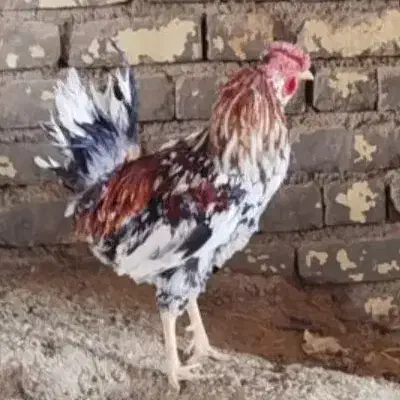 مرغ گلین بومی خروس گلین|حیوانات مزرعه|خمینی‌شهر, |دیوار