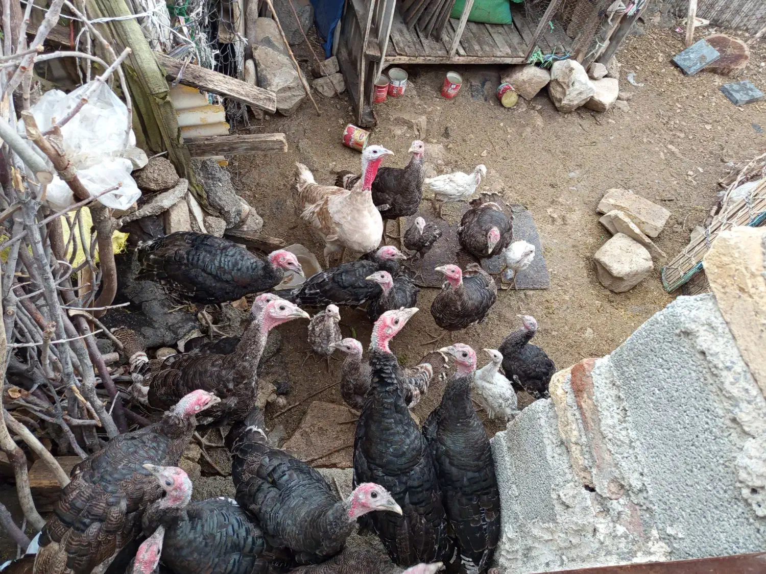 بوقلمون برنز امریکایی|حیوانات مزرعه|سیوان, |دیوار