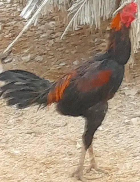 خروس محلی و لاری و مرغ کرک ریشی|حیوانات مزرعه|آبدان, |دیوار