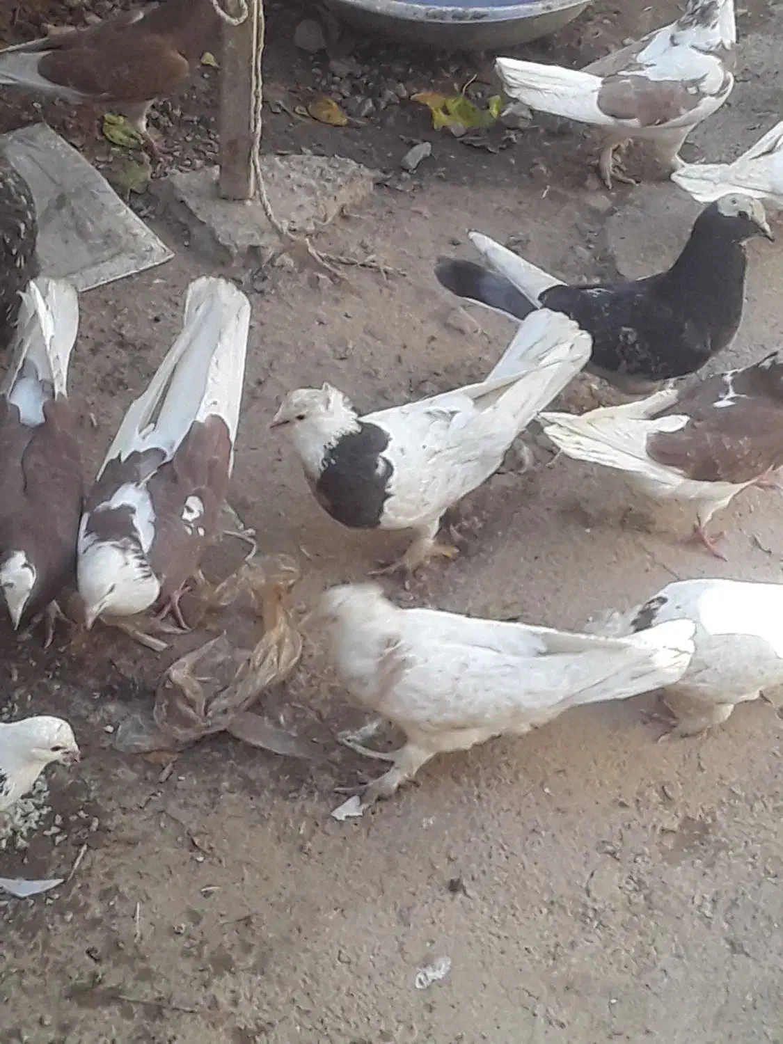 تعد اد۳۰الی ۴۰عدد کبوتر درهم فروشی|پرنده|خانمیرزا, |دیوار