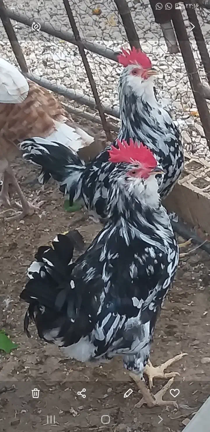 دوتا مرغ کرک و ۶تا خروس|حیوانات مزرعه|شبانکاره, |دیوار