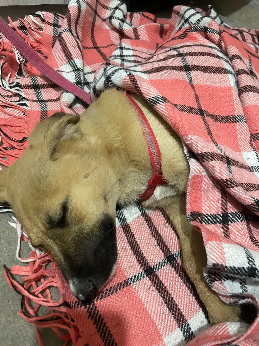 سگ واگذاری|سگ|اسلامشهر, مظفریه|دیوار