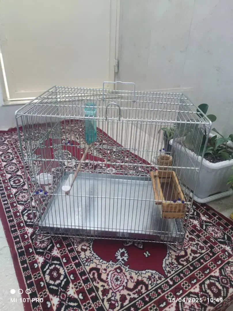 سهره قناری|پرنده|سقز, |دیوار