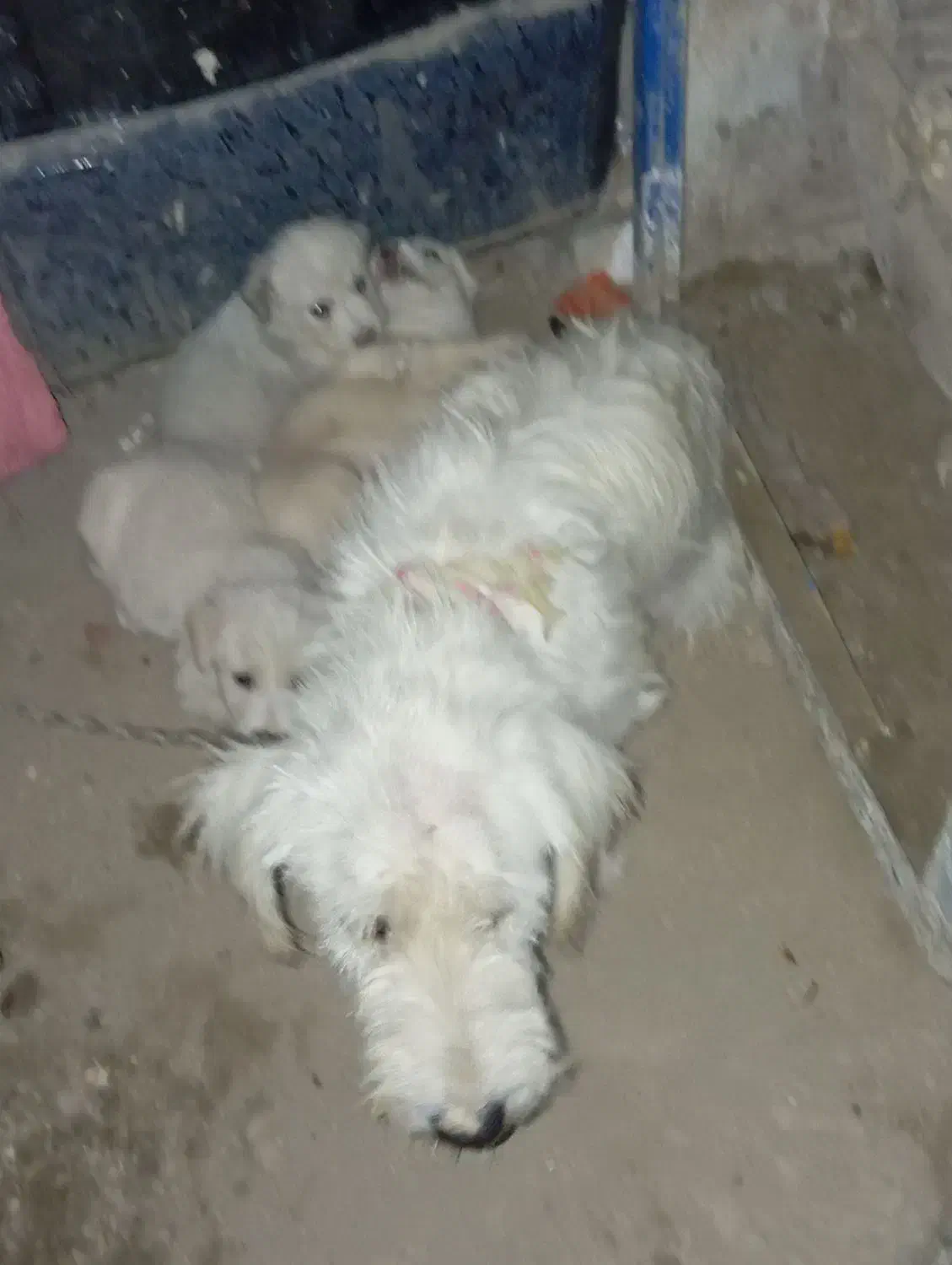 سگ پشمالو شیتزو ماده|سگ|زهک, |دیوار