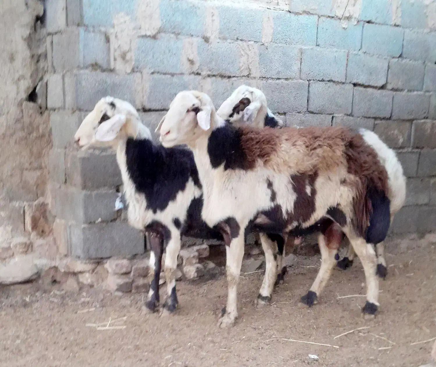 فروش دو عدد بره قوچ دوشیره و قوچ یک شیره|حیوانات مزرعه|بروجرد, |دیوار