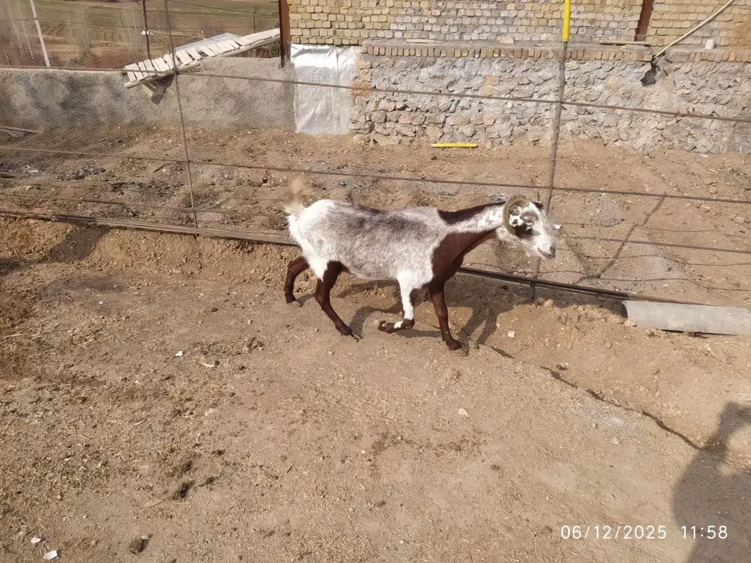 بز سانن|حیوانات مزرعه|خاوه, |دیوار