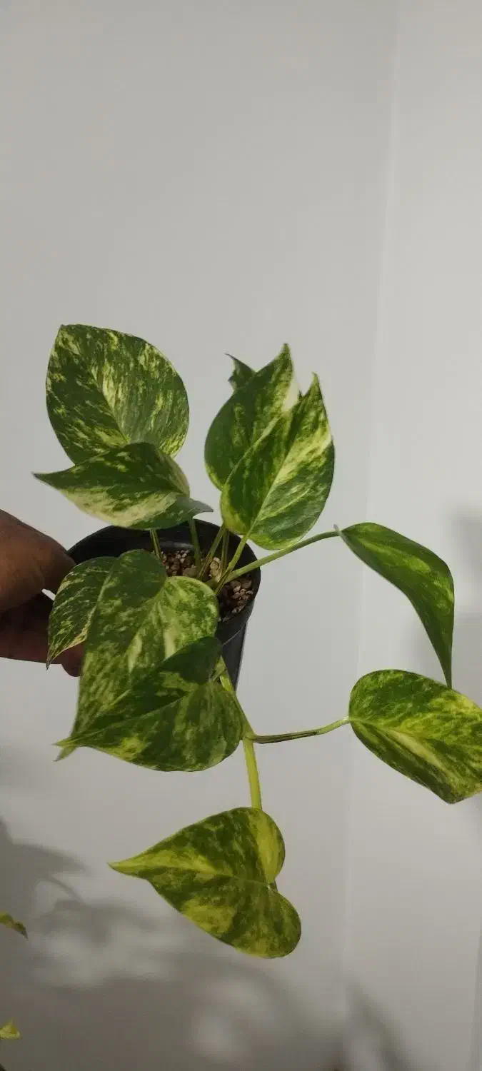 پتوس برگ پهن|گل و گیاه طبیعی|پرند, فاز ۶|دیوار